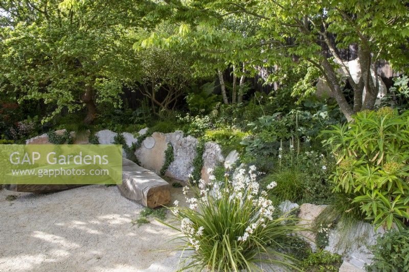 Seating area with oak bench seat - reclaimed concrete raised beds - mixed perennial planting Carex remota, Astrantia, Euphorbia pasteuri, Hosta and ferns, Betula pendula, Ulmus minor 'Jacqueline Hillier' small leaved Elm trees with Libertia grandiflora grown in the gravel 