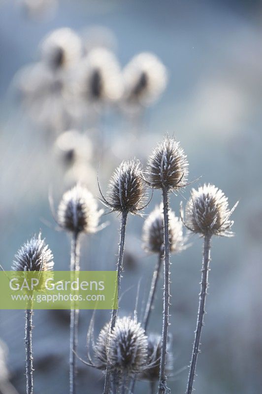 Dipsacus fullonum, Common Teasel dry seedheads with frost in a winter garden.