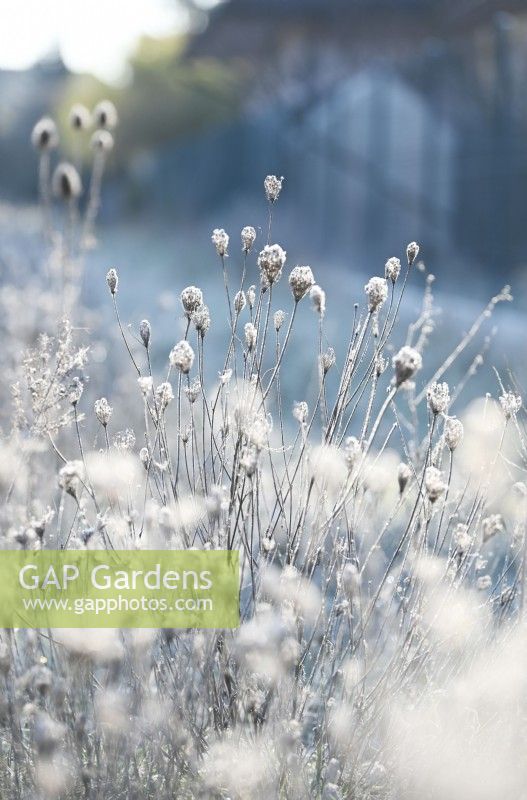 Ammi Majus, Queen Anne's lace dry seedheads with hoarfrost in a winter garden.