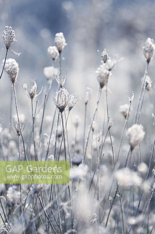 Ammi Majus, Queen Anne's lace dry seedheads with hoarfrost in a winter garden.