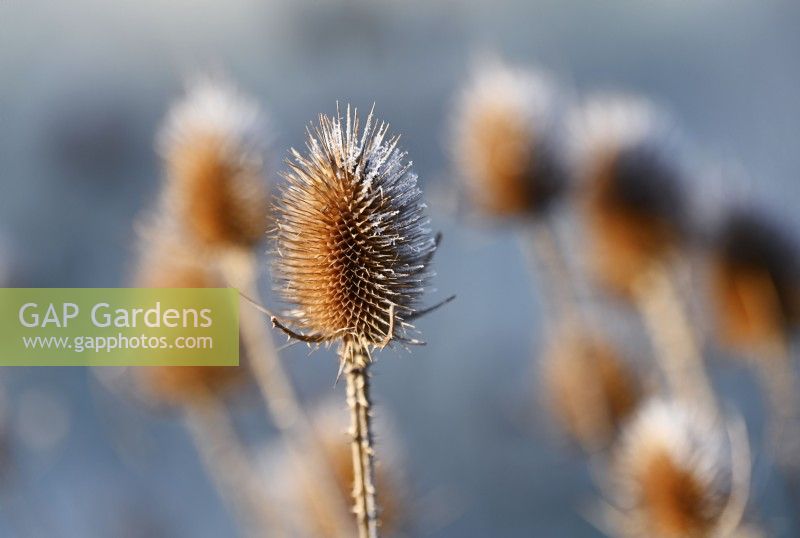 Dipsacus fullonum, Common Teasel seedheads with hoarfrost in a winter garden.