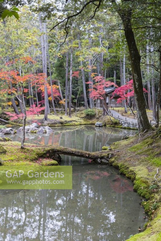 View to the main pond of the garden called Ogonchi also known as Shinji Ike.  Moss ground cover at pond edge. Acers in autumn colour. 