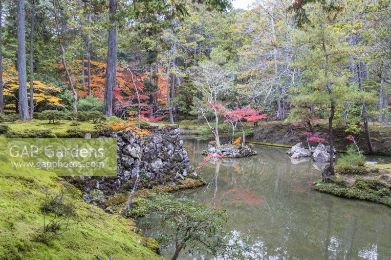 View to the main pond of the garden called Ogonchi also known as Shinji Ike. Acers with autumn colour growing from island in pond. Moss groundcover at pond edge. 