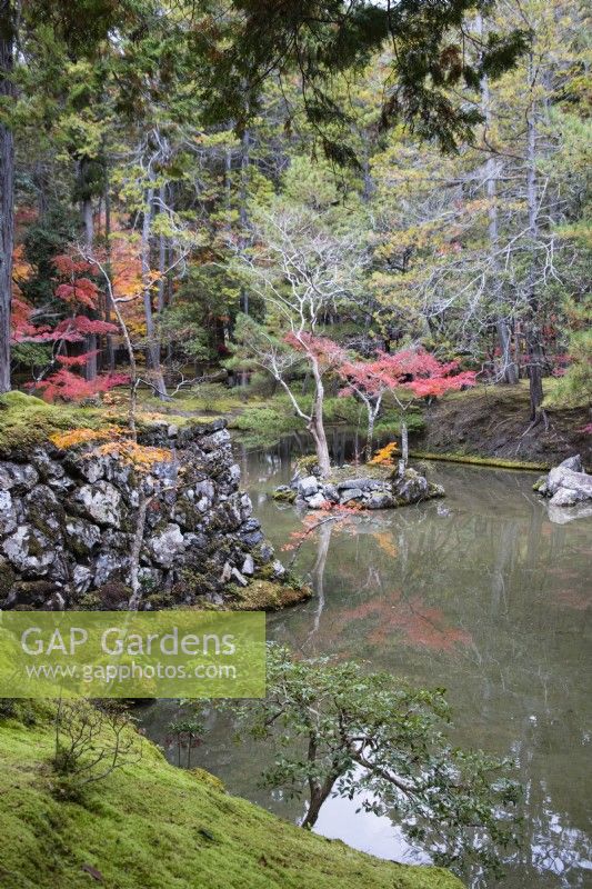View to the main pond of the garden called Ogonchi also known as Shinji Ike. Acers with autumn colour growing from island in pond. Moss groundcover at pond edge. 