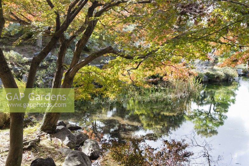 Acer palmatum with autumn tints reflected in the water of the Ingetsu-chi pond. 