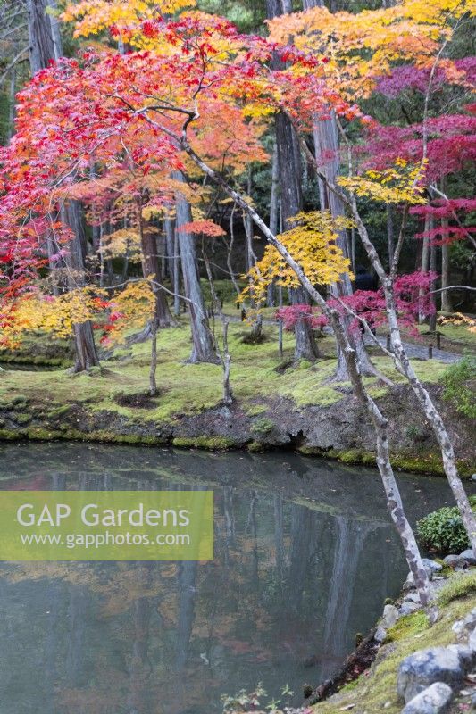 View to the main pond of the garden called Ogonchi also known as Shinji Ike. Acers with autumn colour. Moss groundcover at pond edge. 