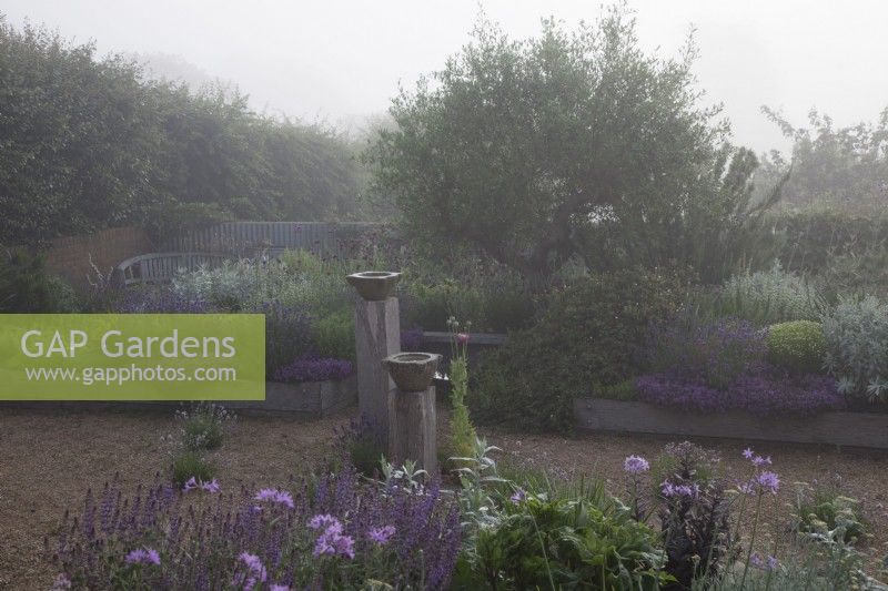 The Yard Garden - A drought tolerant Mediterranean Influenced garden. Raised oak sleeper beds with feature ancient Tuscan Olive Tree on a misty morning. Main Raised Beds filled with mixed Lavenders, including Lavandula angustifolia 'Hidcote', 
Artemisia ludoviciana  ' Valerie Finnis', Antique Marble Mortar Bird Baths set on oak posts and Lavandula angustifolia  'Hidcote', and 'Rosea' in gravel. Backed by a corrugated iron fence. 
Foreground Plants -Tulbaghia Violacea, Salvia nemorosa 'Caradonna', Helichrysum italicum -Curry Plant.


