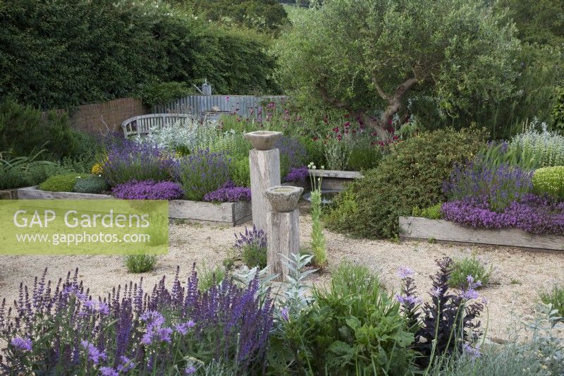 The Yard Garden - A drought tolerant Mediterranean Influenced garden. Raised oak sleeper beds with feature ancient Tuscan Olive Tree. Main Raised Beds filled with mixed Lavenders, including Lavandula angustifolia 'Hidcote', Artemisia ludoviciana  ' Valerie Finnis', Antique Marble Mortar Bird Baths set on oak posts and Lavandula angustifolia  'Hidcote', and 'Rosea' in gravel. Backed by a corrugated iron fence.Foreground Plants -Tulbaghia Violacea, Salvia nemorosa 'Caradonna', Helichrysum italicum -Curry Plant.

