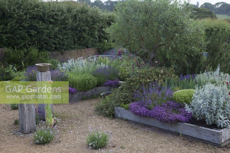 The Yard Garden - A drought tolerant Mediterranean Influenced garden. Raised oak sleeper beds with feature ancient Tuscan Olive Tree. Main Raised Beds filled with mixed Lavenders, including Lavandula angustifolia 'Hidcote', 
Artemisia ludoviciana  ' Valerie Finnis',  Ballota Pseudodictamnus,  Dianthus Carthusianorum, Thymus 'Red Start'  and 'Purple Creeping',  Lychnis coronaria 'Cerise Pink' and Santolina virens     ' Lemon Queen'. Antique Marble Mortar Bird Baths set on oak post and Lavandula angustifolia  'Hidcote', and 'Rosea' in gravel.
