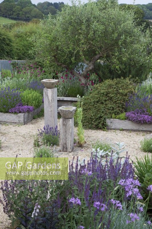 The Yard Garden - A drought tolerant Mediterranean Influenced garden. Raised oak sleeper beds with feature ancient Tuscan Olive Tree. Main Raised Beds filled with mixed Lavenders, including Lavandula angustifolia 'Hidcote', Artemisia ludoviciana  ' Valerie Finnis', Antique Marble Mortar Bird Baths set on oak posts and Lavandula angustifolia  'Hidcote', and 'Rosea' in gravel. Backed by a corrugated iron fence.
Foreground Plants -Tulbaghia Violacea, Salvia nemorosa 'Caradonna', Helichrysum italicum -Curry Plant.

