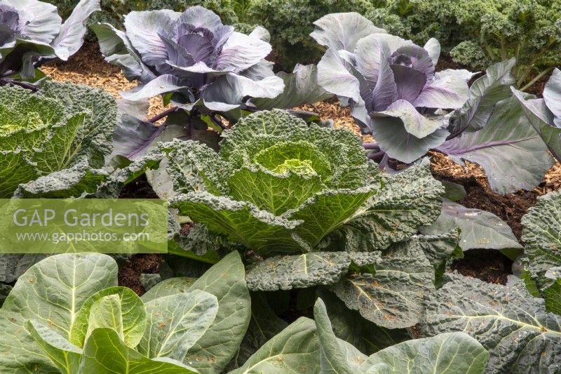 Brassica oleracea from left to right 'Serpentine' a savoy type and 'Kalibos' cabbages