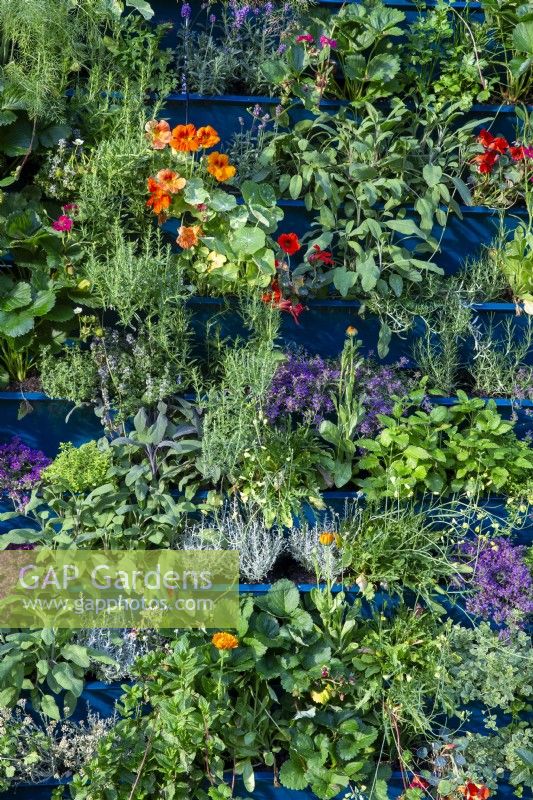 Living wall planted with herbs, salad and fruit crops including Nasturtium, Sage, Parsley, Rosemary, Marjoram and strawberry plants