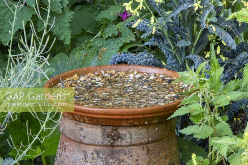 Terracotta saucer filled with pebbles for insects and birds to drink from