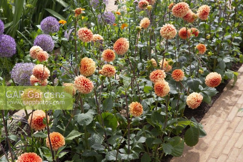 Dahlia 'Beatrice' grown in rows in a cutting garden
