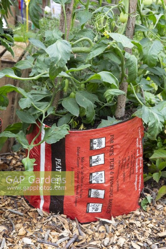 Repurposed plastic compost bag used as planters for Tomato plants with hazel stick for support 