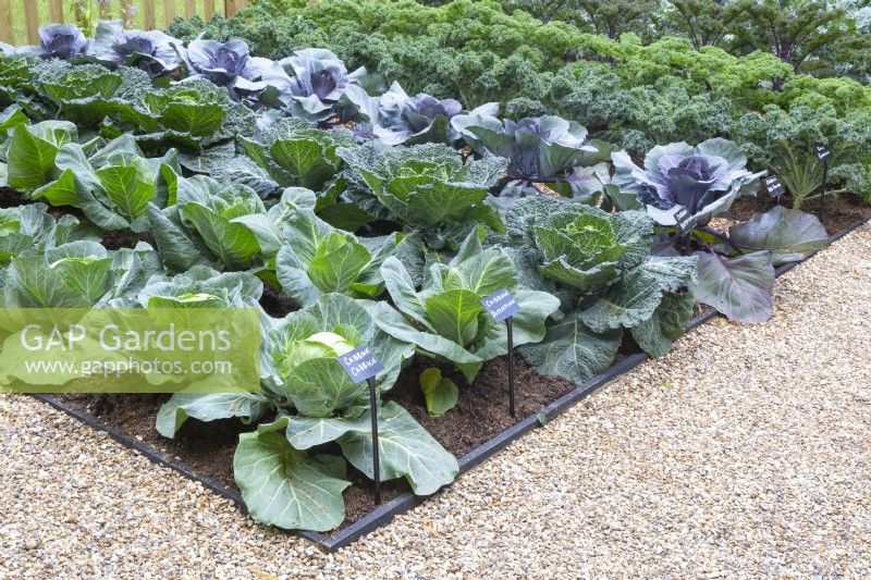 Cabbages grown in rows in a no dig vegetable garden - left to right 'Cabbice', 'Dutchman', 'Serpentine' and a red pointed cabbage