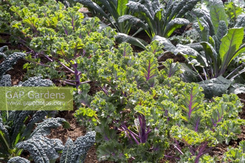 Brassica oleracea from left to right - Nero di Toscana, 'Midnight Sun' and 'Dazzling Blue' - Kale plants grown in rows