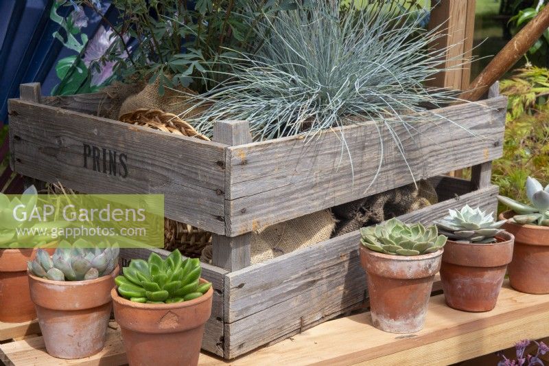 Sempervivum plants in terracotta plant pots on a wooden shelf