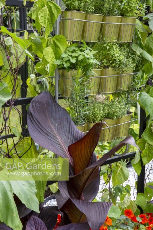 Herbs - chives, marjoram, oregano, mint and strawberry plants growing in metal pots hanging from an outdoor metal frame - with a Canna 'Tropicanna Black'