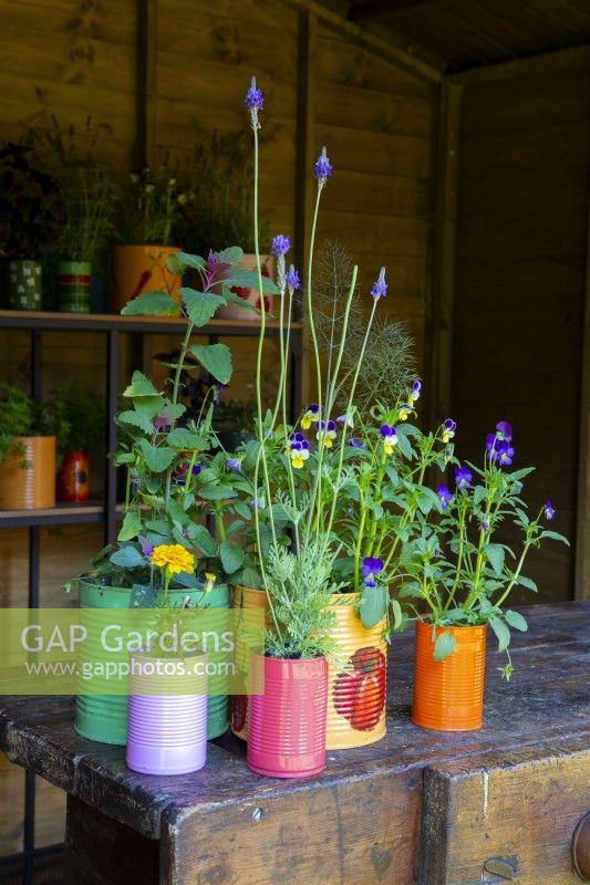Lavender, Chenopodium giganteum - tree spinach, Marigold and Viola plants in colourful painted tin can pots on a wooden table 