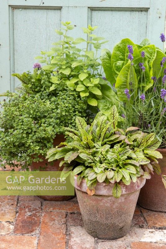 Herbs and lettuce grown in terracotta pots - Marjoram, Red veined Sorrel, mint, lavender