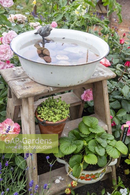 Old wooden step ladder with a vintage enamel bowl used as a bird water bath and strawberry plants growing in an enamel pot