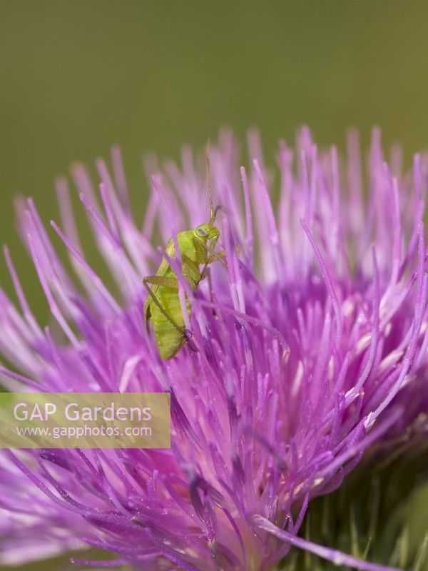 Capsid Bug on spear thistle flower