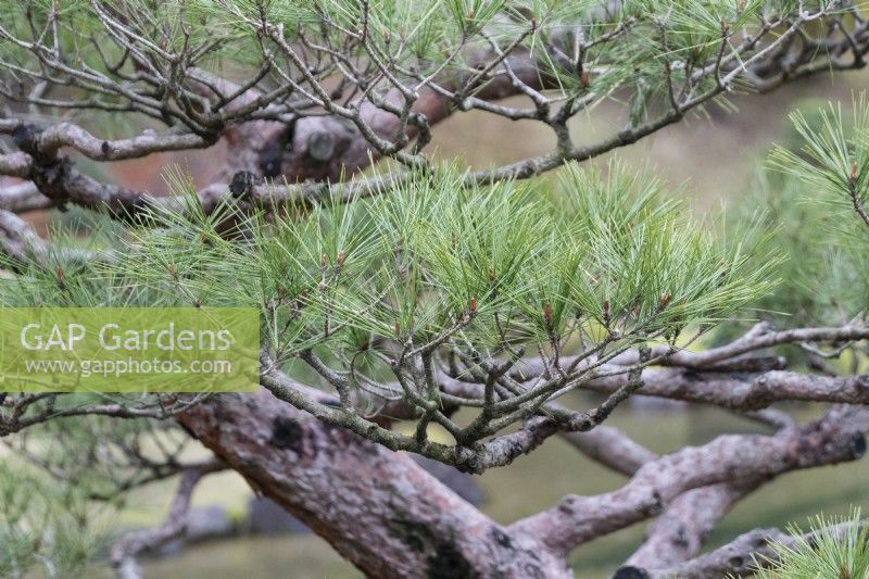 Close up of pine needles of topiarised Pine tree. 