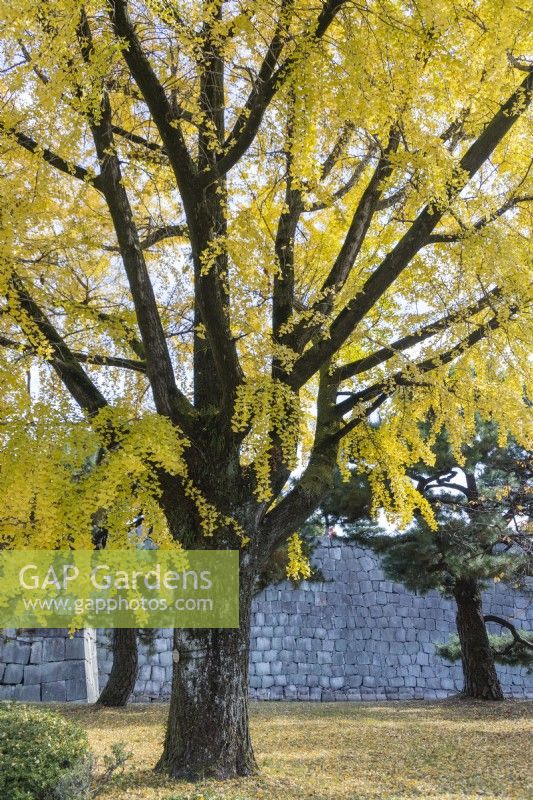 Ginko biloba tree in autumn colour