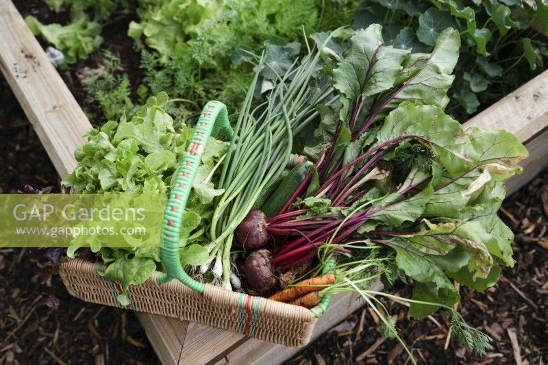 Trug of freshly picked vegetables: beetroot, carrot, lettuce, courgette, salad onions - July