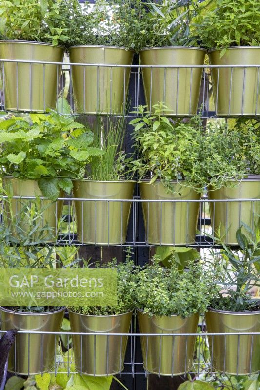 Herbs - chives, marjoram, oregano, mint and strawberry plants growing in metal pots in wire racks hanging from a metal frame 