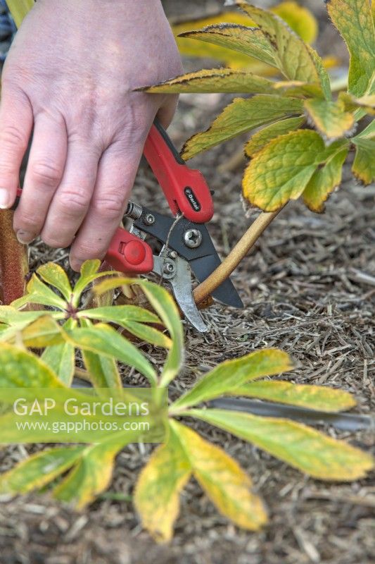 Cutting back hellebore leaves with secateurs - March