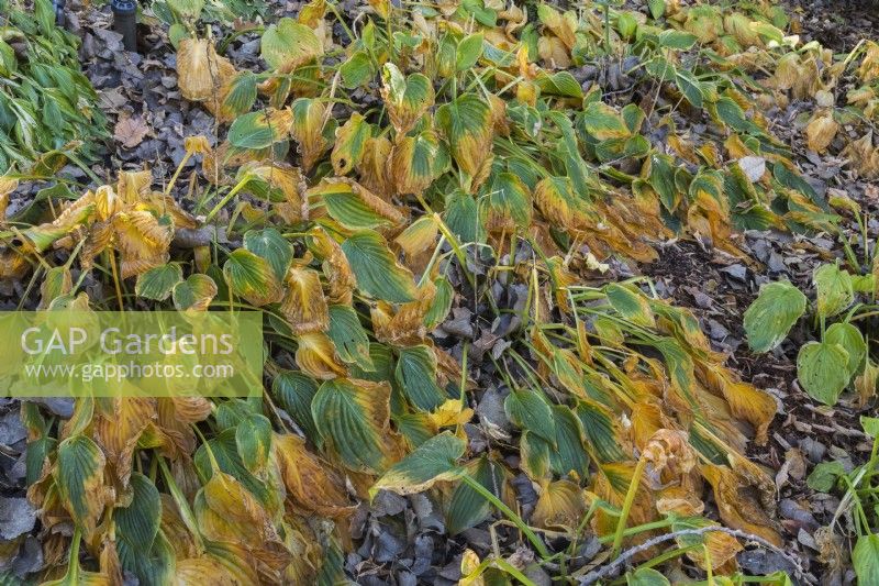 Dried and wilted Hosta leaves turning brown in sloped border of fallen leaves in autumn.