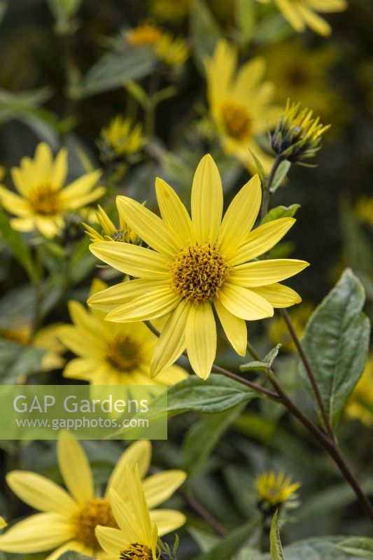 Helianthus 'Lemon Queen' - sunflower - September