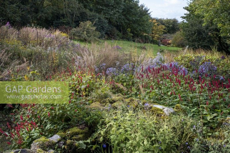 Autumn border with grasses and late flowering perennials, drift of Bistorta amplexicaulis in foreground