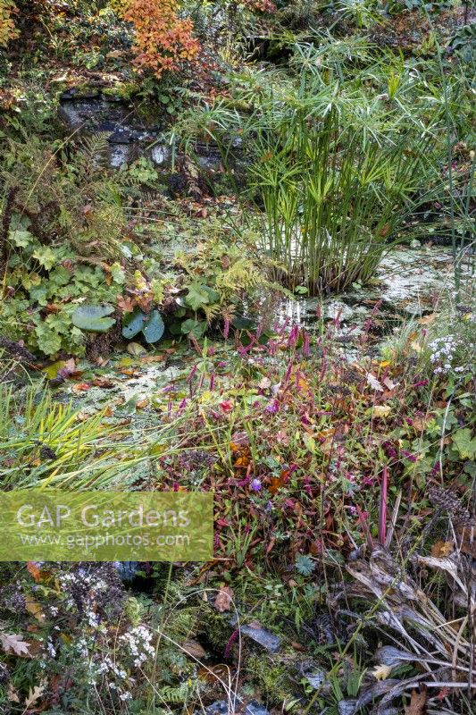 Autumnal planting around pond with Cyperus involucratus, and Bistorta, wildlife friendly