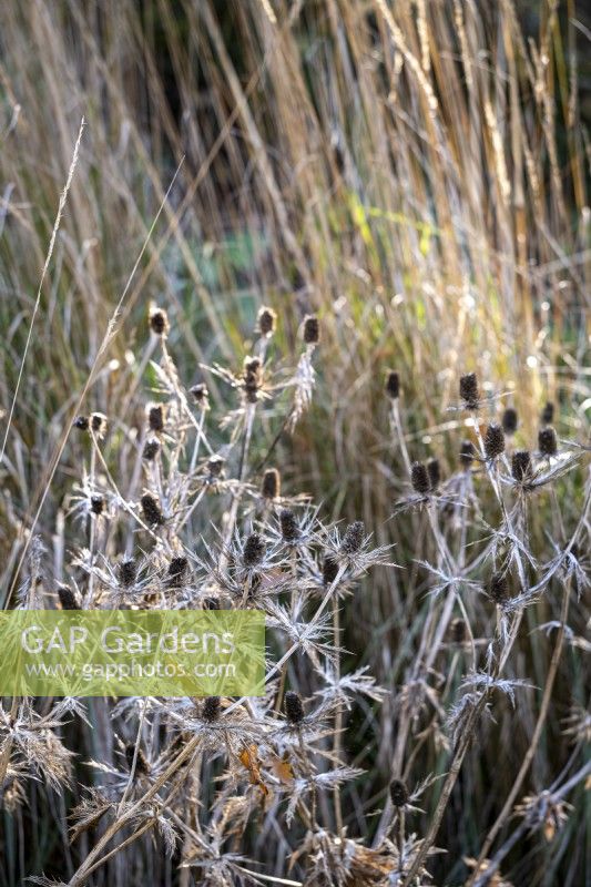 Seed heads of Eryngium 'Big Blue' in autumn border, with grasses behind
