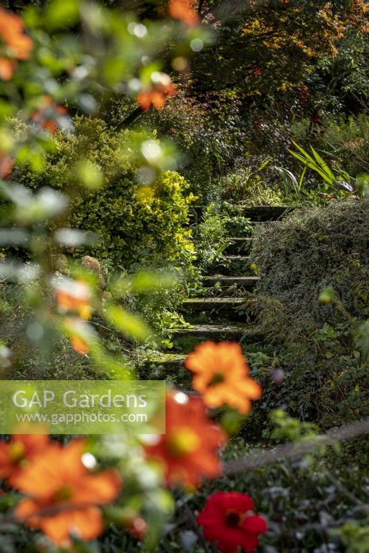 Old stone steps leading through garden, with Dahlia coccinea var. Palmeri in foreground