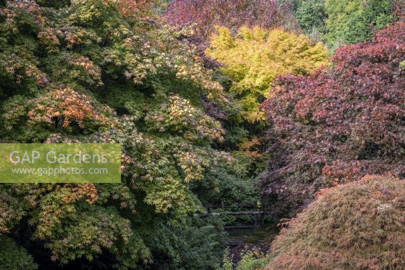 The Acer glade at The Garden House, Devon.  Autumn, October.