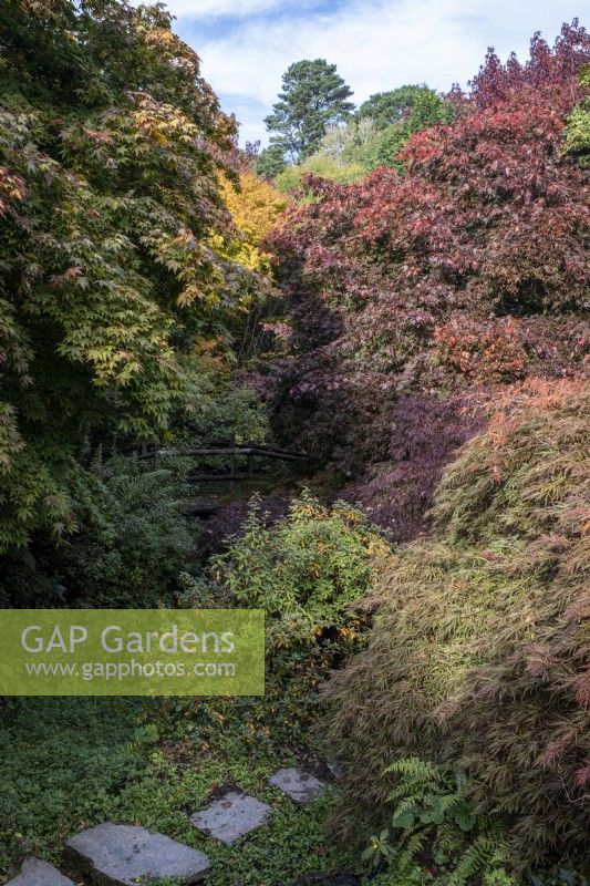 The Acer glade at The Garden House, Devon.  Autumn, October.