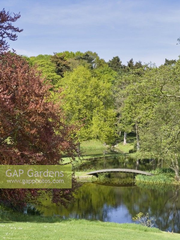 Fagus sylvatica f. purpurea - Copper Beech framing lake in landscaped gardens