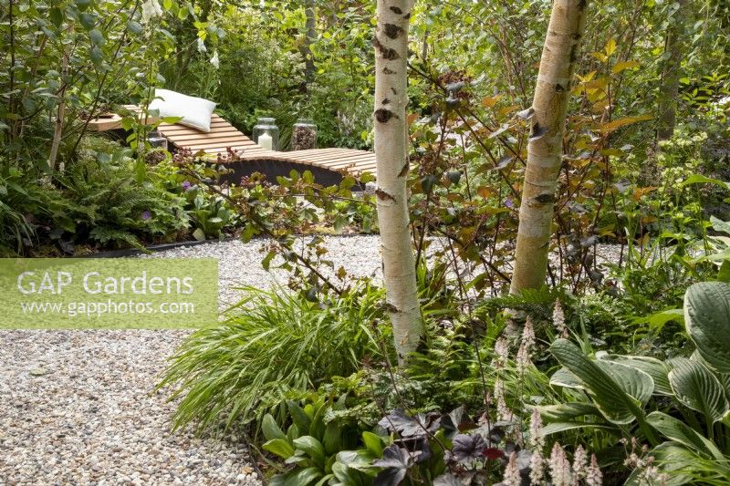 A curved gravel path with woodland planting including a Betula utilis var. jacquemontii 'Doorenbos' tree, Hosta undulata 'Albomarginata' and Tiarella 'Sky Rocket in the distance a wooden recliner