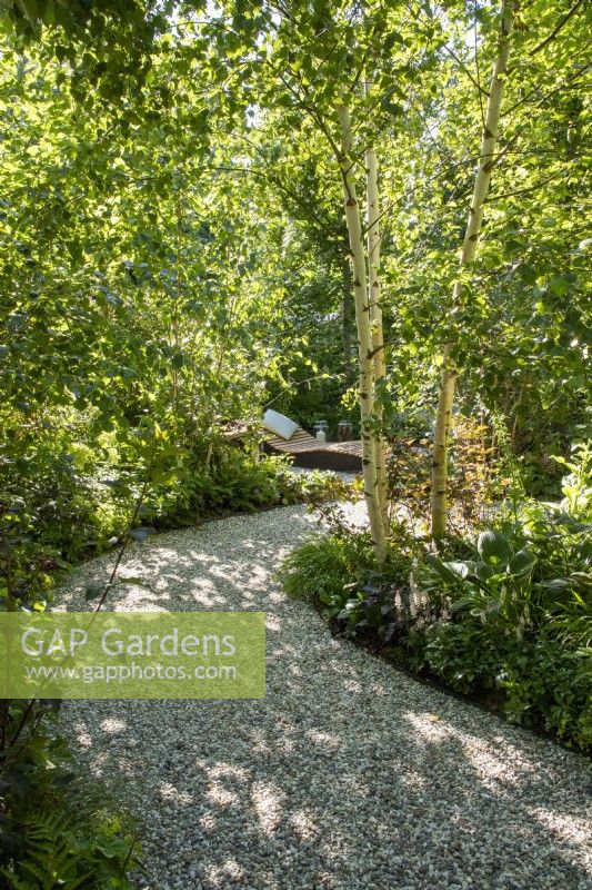 A curved gravel path with woodland planting including a Betula utilis var. jacquemontii 'Doorenbos' tree, in the distance a wooden recliner