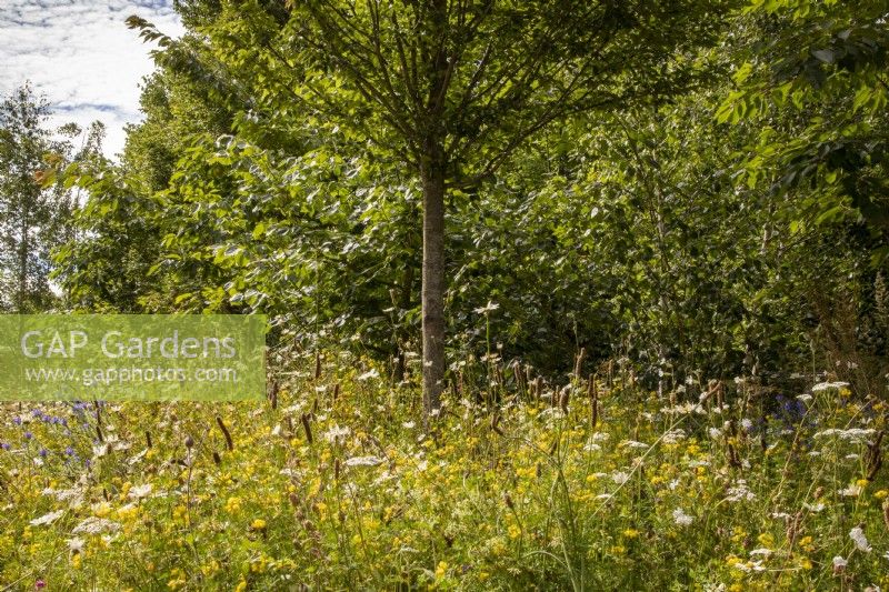 Meadow planting with Plantago lanceolata - Ribwort Plantain, Leucanthemum vulgare - Oxeye daisy, Lotus corniculatus - Bird's foot Trefoiland and Carpinus betulus tree - Hornbeam 