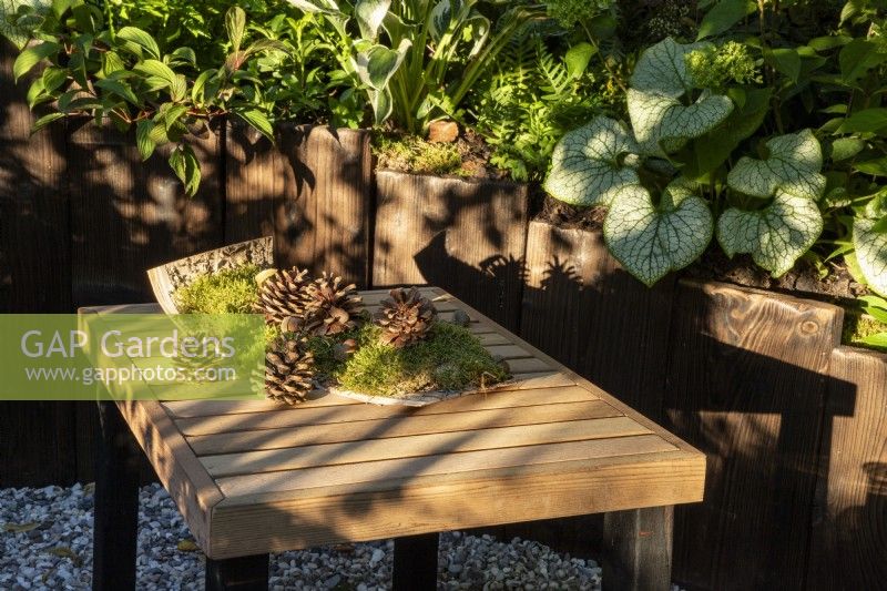 Pinecones and acorns on a wooden table - with a wooden raised bed with mixed perennial planting including Brunnera macrophylla 'Sterling Silver'