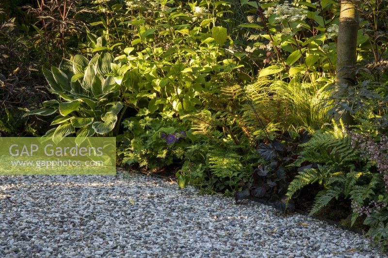 A woodland edge garden with mixed perennial planting including Dryopteris and Hosta undulata 'Albomarginata' 