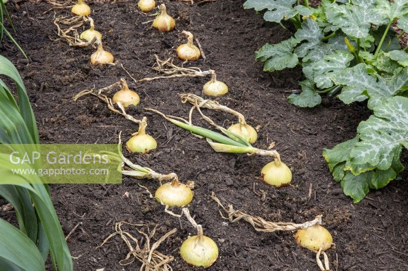 Allium cepa 'Stuttgarter' - mature onions drying in the ground