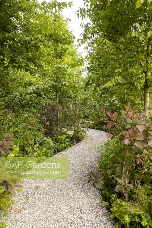 A winding gravel path runs through a woodland garden 