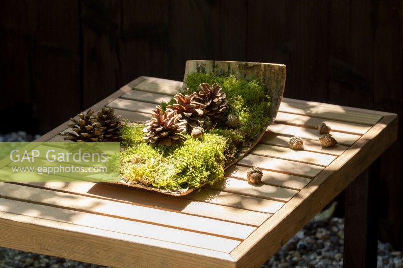 A wooden table with pine cones and acorns on silver birch bark with moss