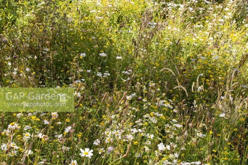 Meadow planting with Plantago lanceolata, Leucanthemum vulgare, Lotus corniculatus, Achillea millefolium and grasses
